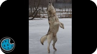 Incredibly Realistic Dancing Wolf [upl. by Anaigroeg]