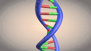 DNA double helix structure animation [upl. by Aliza526]