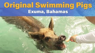 The Swimming Pigs of Exuma  Pig Island 2024 [upl. by Lauri]