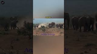 shorts elephant sounds Elephant Trumpet  Animal Sounds elephant trumpet sounds [upl. by Etyam]