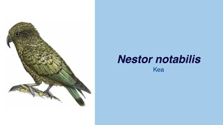 Video Encyclopedia of Parrot Species  80 Nestor notabilis [upl. by Inavoig604]