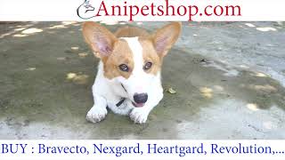 Anipetshopcom  Buy Pet Medications  Bravecto Heartgard Nexgard Revolution [upl. by Nelac]