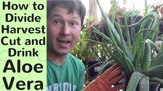 How to Divide Harvest Cut and Drink Aloe Vera [upl. by Eissej515]