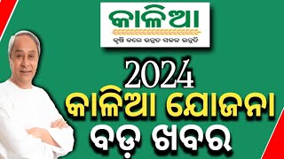 Kalia Yojana New Year UpdateKalia Yojana Ekyc New Update 2024Kalia Yojana New Apply Online 2024 [upl. by Barimah]