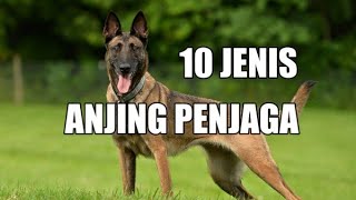 10 JENIS ANJING PENJAGA [upl. by Gorey]