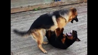 GERMAN SHEPHERD VERSUS ROTTWEILER [upl. by Lefkowitz]