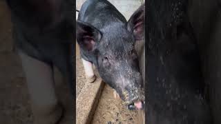 My farm pig pregnant pure duroc riverland [upl. by Gnohp297]