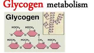 Glycogen metabolism [upl. by Baiss]