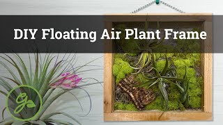 DIY Floating Air Plant Frame [upl. by Nereus]