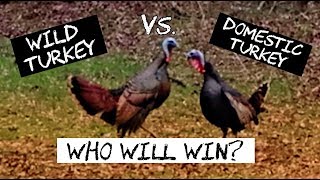 Wild Turkey vs Domestic Turkey  Who Wins This Backyard Turkey Fight [upl. by Abocaj]