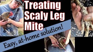 Treating Chickens Scaly Leg Mite [upl. by Leandre461]