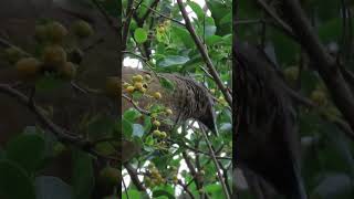 Plain Chachalaca Feeding nature naturelovers birds birdwatching birdslover birding [upl. by Aiden]