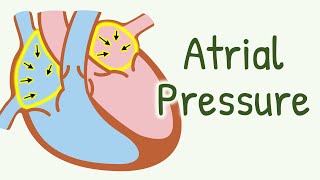 Atrial Pressure Changes During Cardiac Cycle  Cardiac Cycle  Cardiovascular Physiology [upl. by Neit]