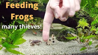 Feeding African Dwarf Frogs  Community Aquarium [upl. by Anierdna]