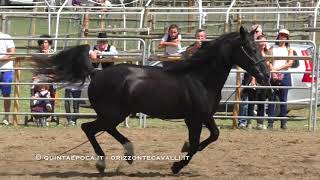 37° Mostra nazionale Cavallo Maremmano Canino [upl. by Otreblon]