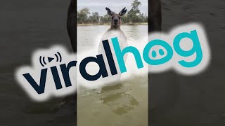 Man Rescues Dog From Being Drowned by Kangaroo  ViralHog [upl. by Noteek]