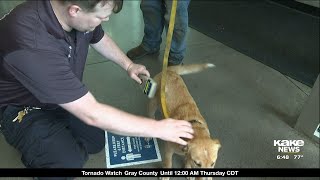 City of Wichita considering making microchipping your dog and cat mandatory [upl. by Avictor]