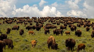 Durham Bison Ranch Gillette Wyoming [upl. by Etteiram]