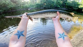 How to Catch Gar Spotted Longnose and Shortnose [upl. by Steffin962]