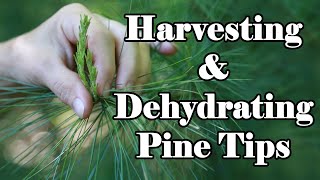 Harvesting and Dehydrating Pine Tips [upl. by Prior764]