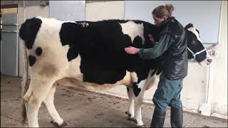 Bovine Musculoskeletal Examination [upl. by Ferna]