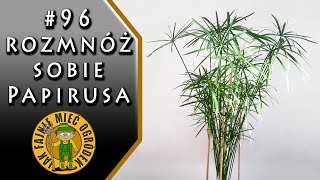 96 Papirus cibora cyperus  jak rozmnażać papirusa [upl. by Nhguavad]