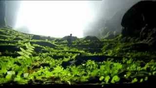 The Worlds Largest Cave in Vietnam  Amazing forest inside Son Doong Cave [upl. by Antonie]