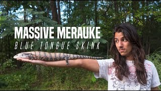 MASSIVE Merauke Blue Tongue Skink [upl. by Oiliruam]