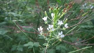 Cleome gynandraWild spider flowerHerbal plants of Sri Lanka [upl. by Almita]