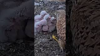 Tiny falcon KESTREL nestling get fed animals webcams nature animals wildlife live [upl. by Eseuqcaj]