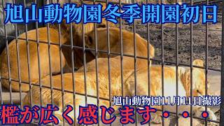 24年冬季開園初日のオリトファミリー【旭山動物園ライオン】 [upl. by Leahcimnaj]