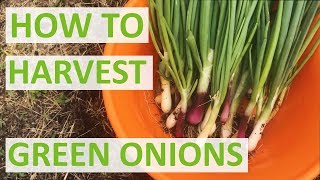 HOW TO HARVEST GREEN ONIONS [upl. by Elyac]