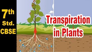 Class 7  Transpiration in Plants  Science  NCERT  CBSE Board  Home Revise [upl. by Arlo156]