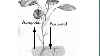 Acropetal and Basipetal in hindi  by simplified material shorts [upl. by Marj]