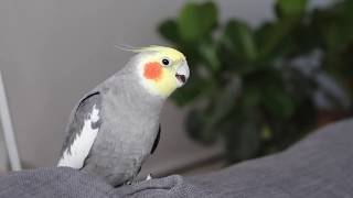 Cockatiel Singing with subtitles 🎶 [upl. by Ydderf]