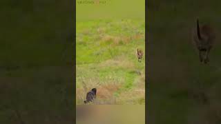 जब मां kangaroo 🦘 एक जंगली wolf 🐺 से भाग rhi थी तब baby kangaroo 🦘 गलती से pooch से गिर जाता hai😮🥹 [upl. by Bernhard]