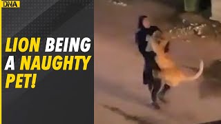 Watch Woman spotted carrying lion in her arms in Kuwait [upl. by Acisey]