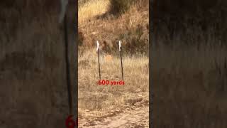 7mm PRC vs 7mm REM MAG at 600 yards [upl. by Davy]