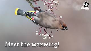 Waxwings [upl. by Noryv711]