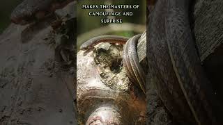 Serpentine Secrets Unveiling the Enigmatic World of Snakes Wildlife Documentary [upl. by Alomeda]