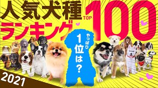 【2021】❤️人気犬種ランキングTOP100（JKC年間犬籍登録頭数） [upl. by Novar]