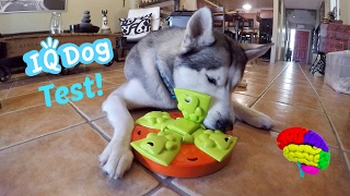 Testing My Huskys Intelligence  Dog IQ Puzzle Test [upl. by Collbaith]