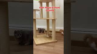 Funny Cats Three Kittens Playing Together 🐾 Cuteness OverloadKittens CuteAnimals PetLovers [upl. by Im]