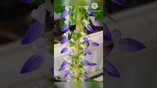 Plumeria pudica Plant Subscribe plz more videos and like [upl. by Pyszka]