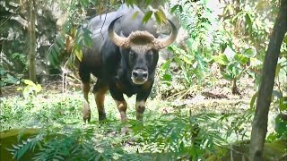 ガウル Malayan Gaur Seladang Malaysia マレーシア国立動物園 Zoo Negara Malaysia [upl. by Holly-Anne638]