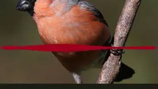 Bullfinch singing 🎶 Melodic tune 🎶 [upl. by Leizahaj10]