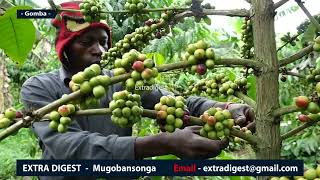 Hon Kasibante Moses getting rich from Coffee farming Teri bugagga obusinga okulima  extradigest [upl. by Swithin]