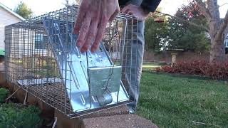 How to Release a Squirrel from a Havahart 1079 Trap [upl. by Htebzile]