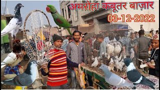 Amroha kabootar market 03122022 Gola kabootar market। Birds market India [upl. by Rochelle]