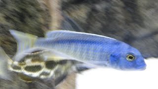 Buccochromis Spectabilis African Cichlid Malawi [upl. by Perkoff]